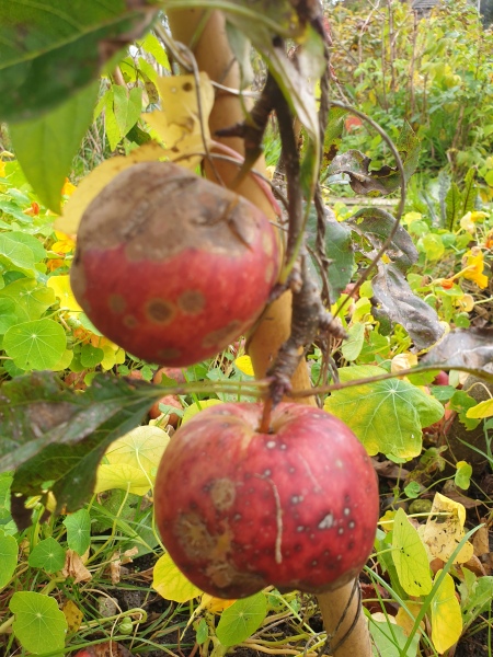 What's wrong with my apple trees?