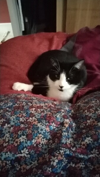 Board for owners of the most beautiful cats