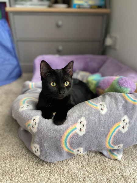 Black cat appreciation (pics please)