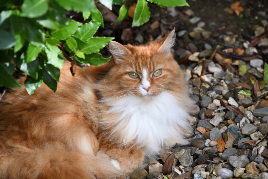 Board for owners of the most beautiful cats