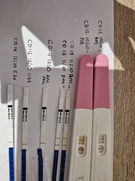 Would you say I ovulated this cycle