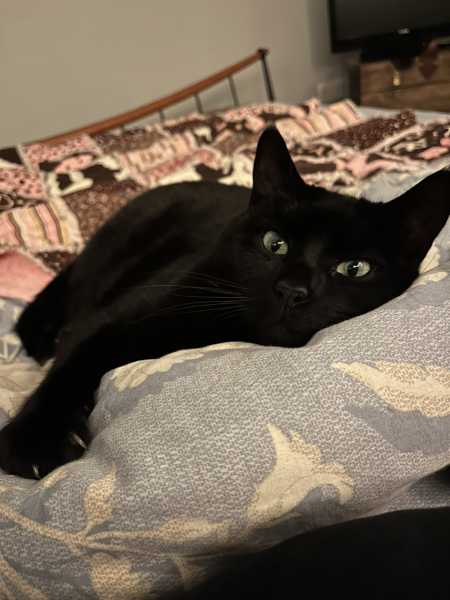 Flounders or Flouncers? The Excellent Cats continue their important debate