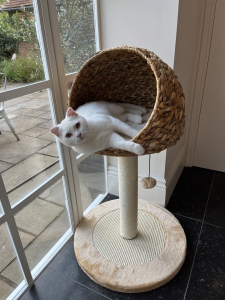 Getting our first cat in 15 years - what do we need?