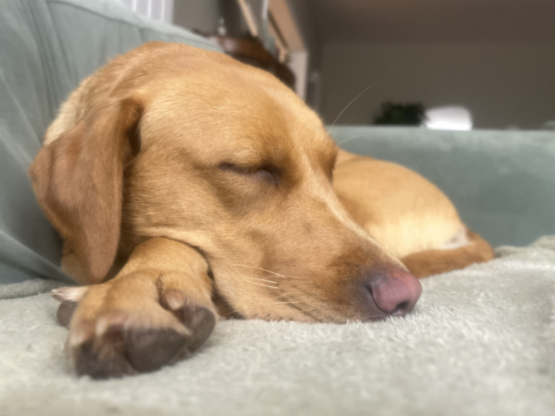 Adolescent Dog Survival...Sharing Tips & Tails