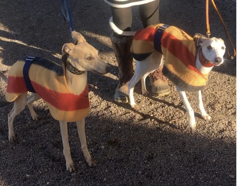 Whippet Puppy Advice?