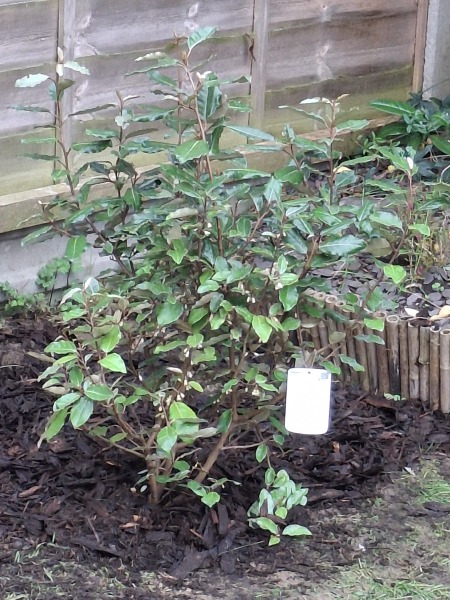 Thread 9 Starmer : Return to Westminster