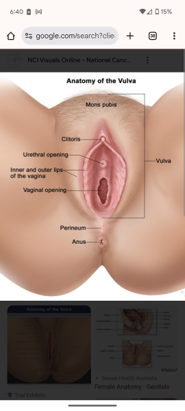 What should your vagina look like?