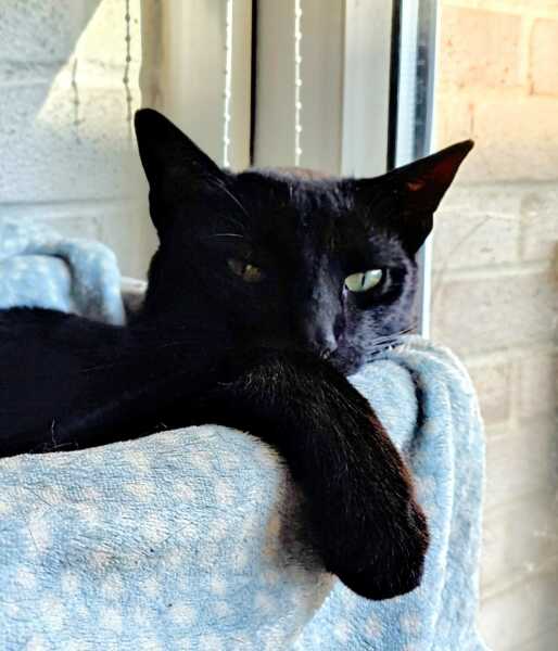 Breaking my heart to rehome our cat