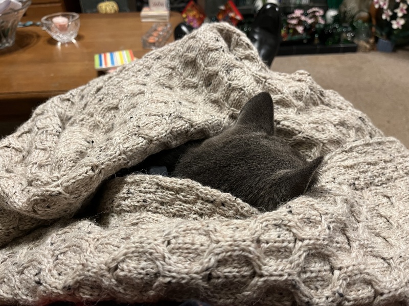 Flounders or Flouncers? The Excellent Cats continue their important debate