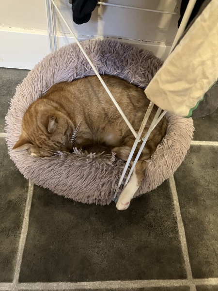 Cat needs to live in kitchen for a bit
