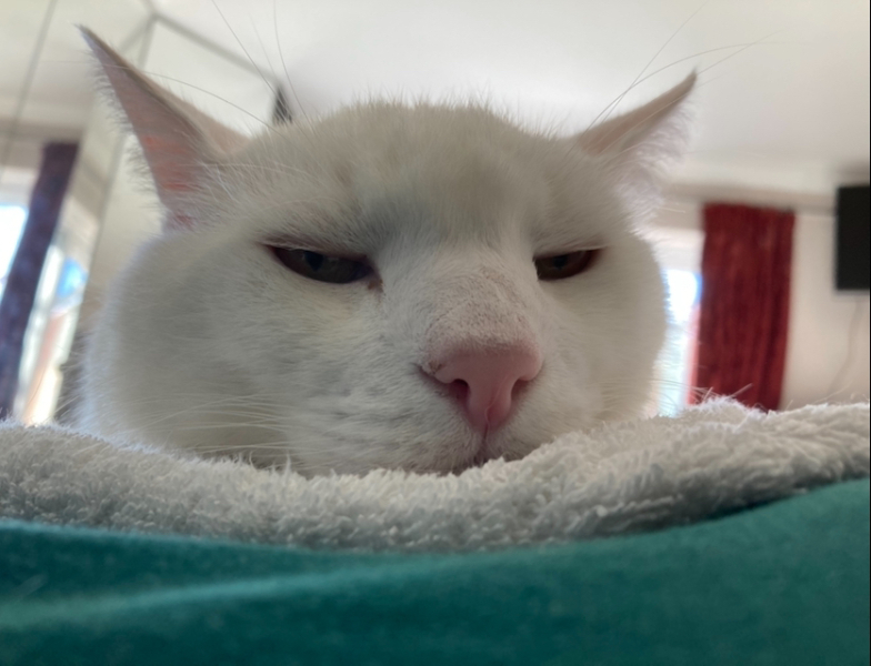 I want to go to bed but I'm cat trapped...