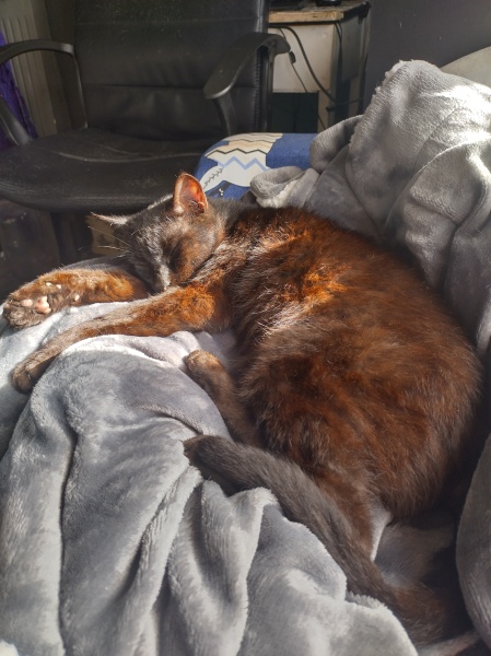 Flounders or Flouncers? The Excellent Cats continue their important debate