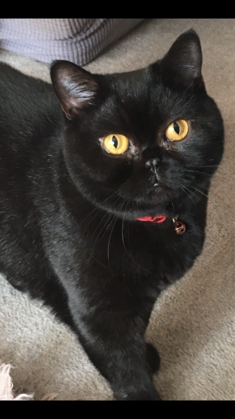 Black cat appreciation (pics please)