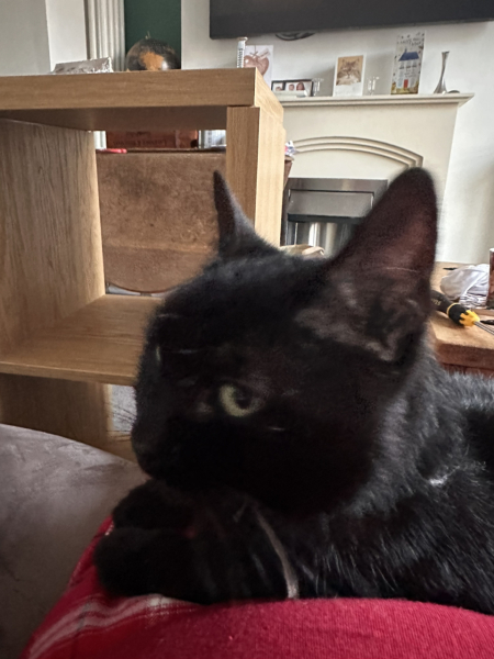 Black cat appreciation (pics please)