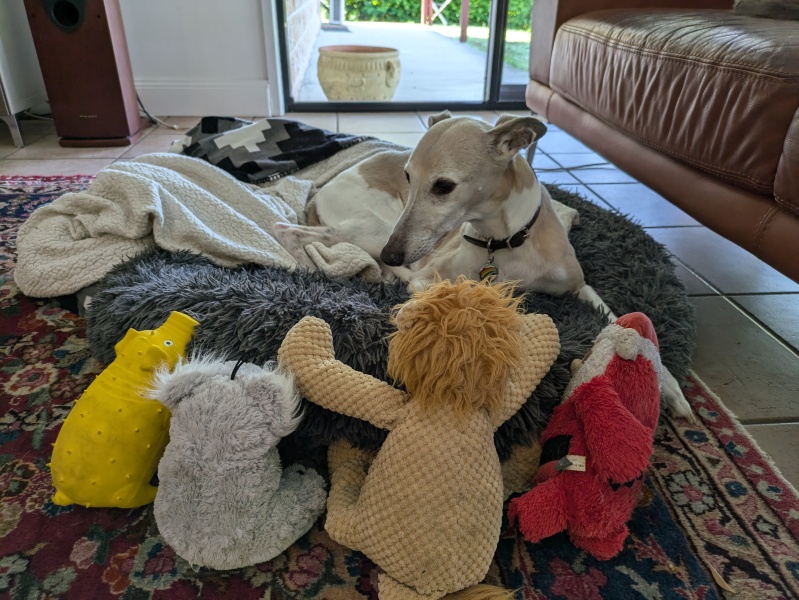 Whippet Puppy Advice?