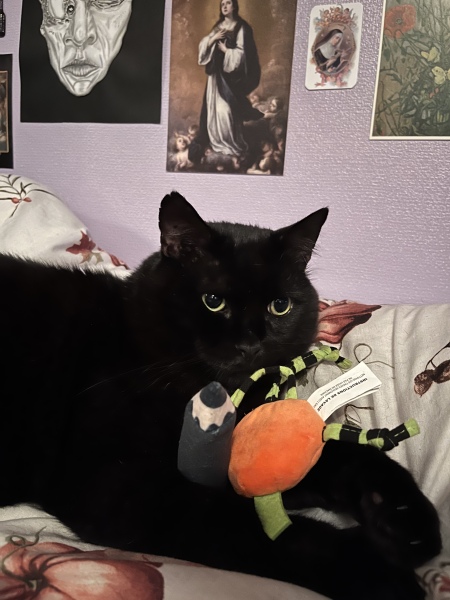 Black cat appreciation (pics please)