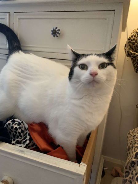 Board for owners of the most beautiful cats