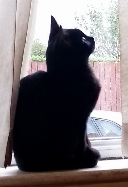 Dwarfism in Cats