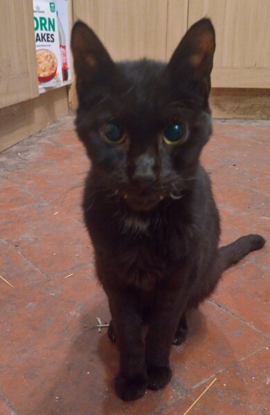 Black cat appreciation (pics please)