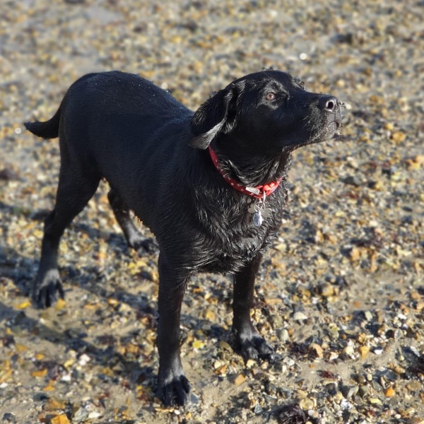 October’s dog of the month: Share your autumn dog photos & win £100 prize bundle!