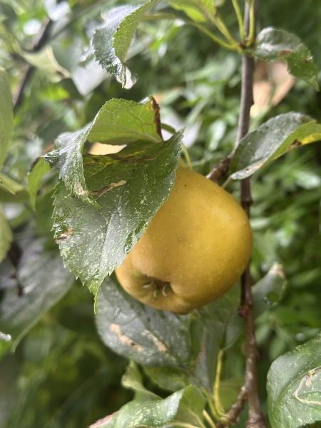 The Autumnal Christmas Chronicles Preamble - Thread 2 further ramblings