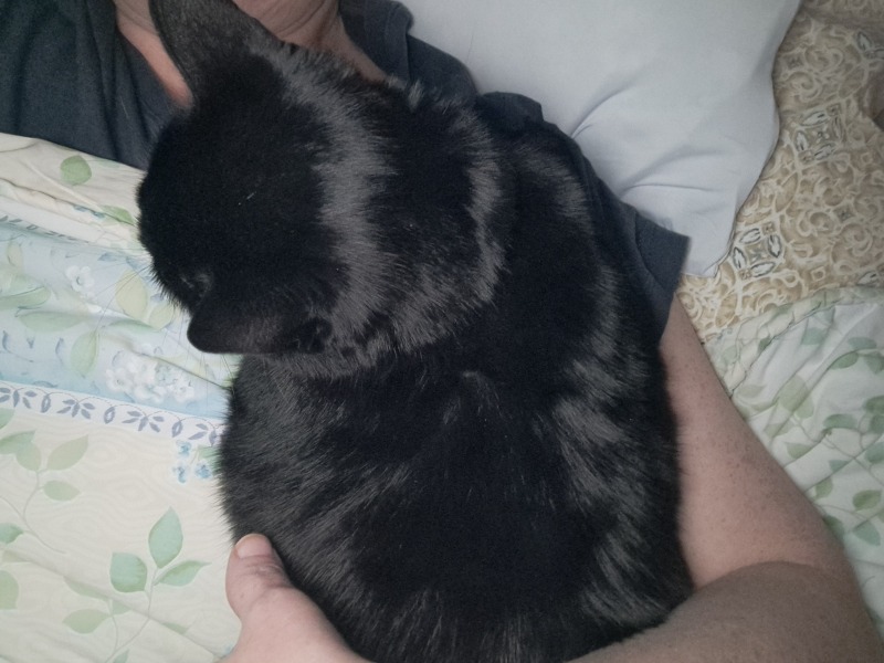 Bluestocking! The Gerbical