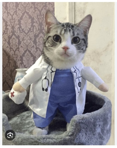 Trick or Cat Treat? The Excellent Cats do Halloween