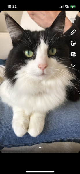 Ageing Cat. Support.