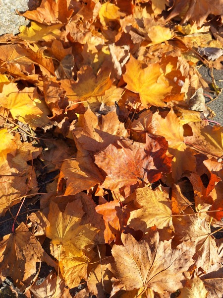 The Nigel Slater Christmas Chronicles Readalong 2024