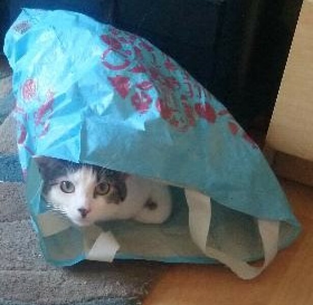If you could have one actual conversation with your cat what would it be?