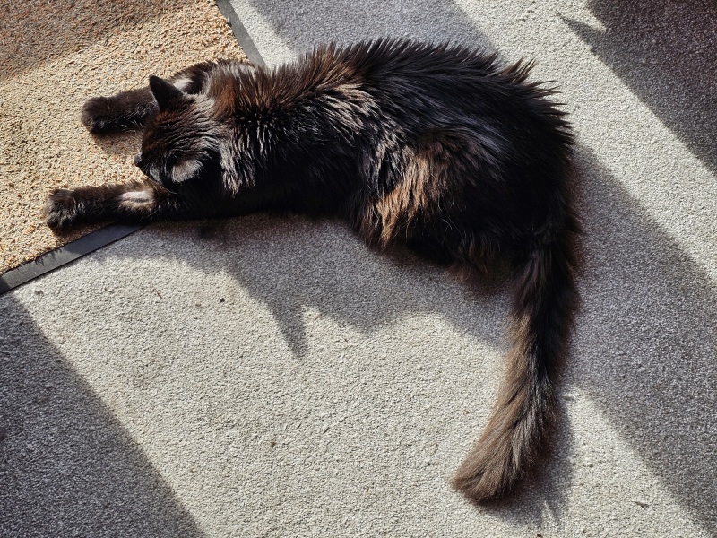 Trick or Cat Treat? The Excellent Cats do Halloween