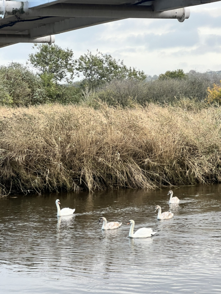 Mounjaro August starters #7