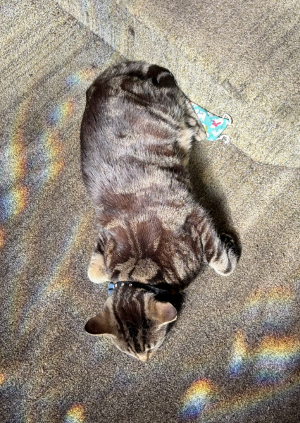 Flounders or Flouncers? The Excellent Cats continue their important debate