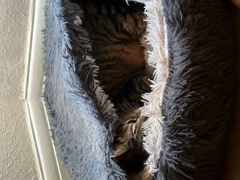 Flounders or Flouncers? The Excellent Cats continue their important debate