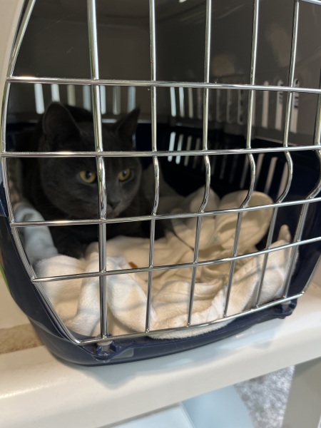 Flounders or Flouncers? The Excellent Cats continue their important debate