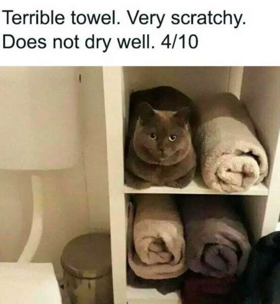 Flounders or Flouncers? The Excellent Cats continue their important debate