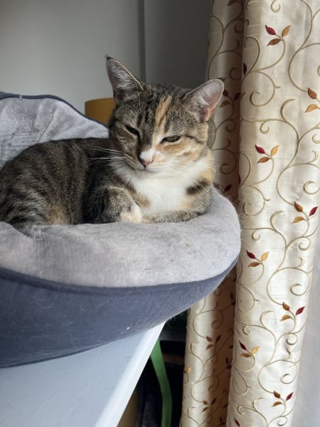 Flounders or Flouncers? The Excellent Cats continue their important debate