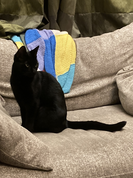 Black cat appreciation (pics please)