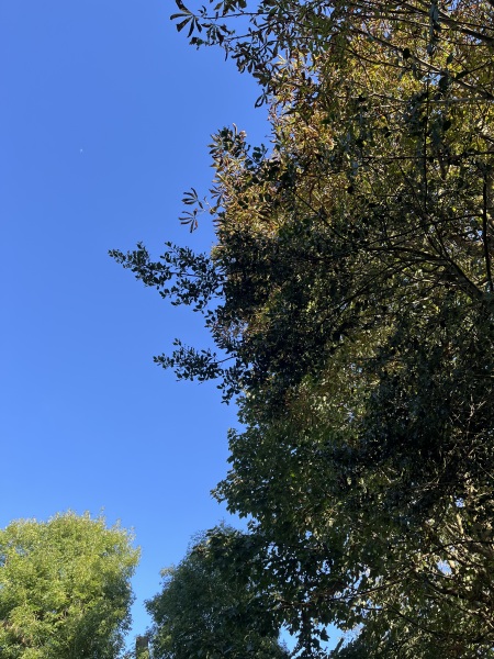 Advice On Tall Trees