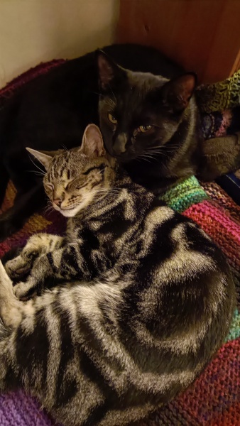 9 month old cat is quite sick-y