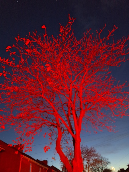 The Autumnal Christmas Chronicles Preamble - Thread 2 further ramblings