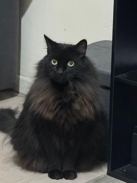 Black cat appreciation (pics please)