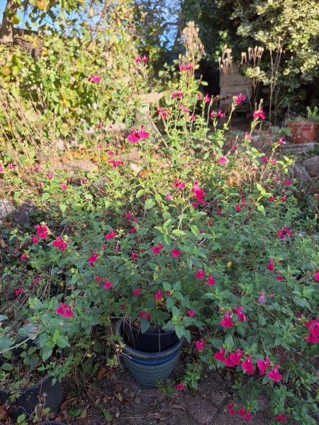 The Autumnal Christmas Chronicles Preamble thread