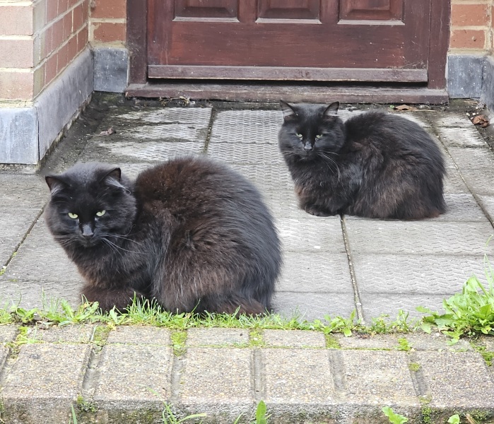 Flounders or Flouncers? The Excellent Cats continue their important debate