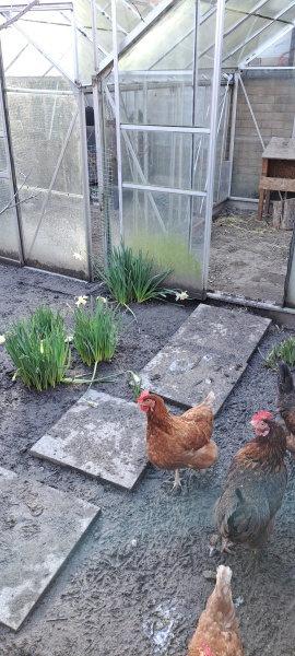 Help I'd like some chickens