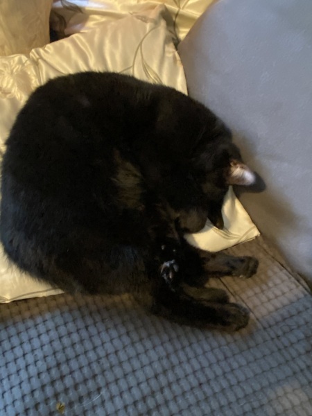 Trick or Cat Treat? The Excellent Cats do Halloween