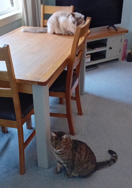 Flounders or Flouncers? The Excellent Cats continue their important debate