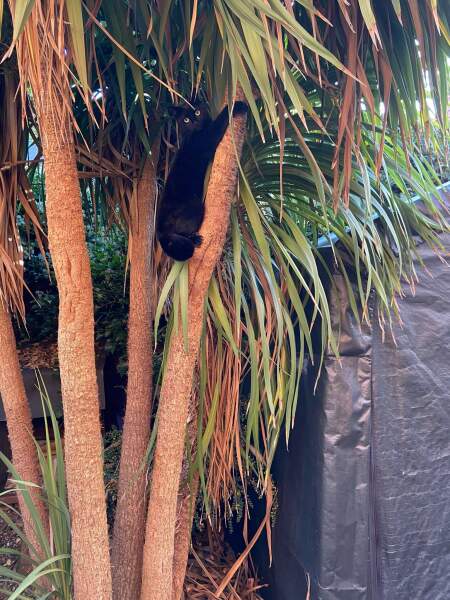Black cat appreciation (pics please)