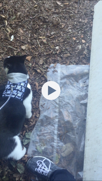 Has anyone successfully trained an older cat to wear a harness?
