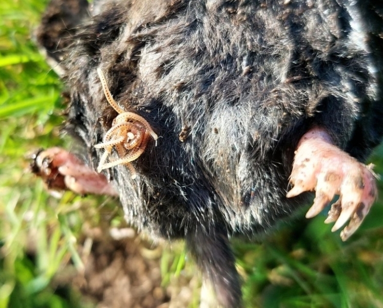 Autumn leaves, crackling fires, quokkas and puffins at the Bluestocking.